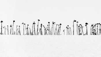 Sunflowers in the snow