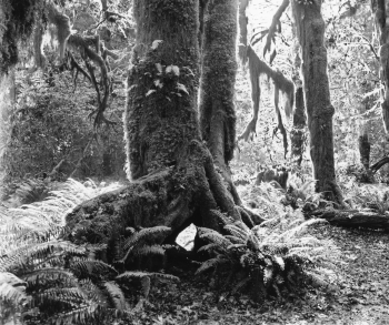 Large Format Silver Gelatin Prints