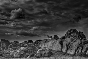 Lion king in Serengeti