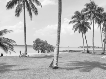 Muted Equator