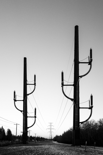 Modernized Cactus