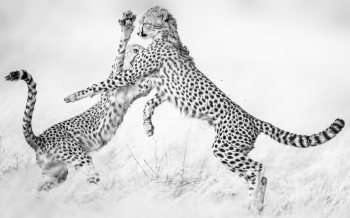 Play Fighting