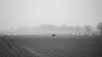 Black sheep
