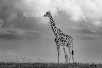 Towering!