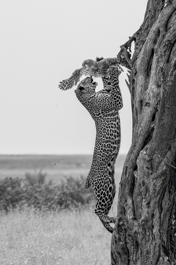The Hunter’s Leap