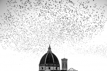 Migration