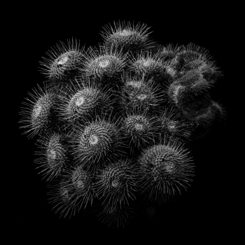 The Cactus - Delicate but Stubborn