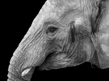 Elephant Portrait