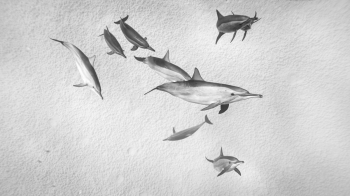 Dolphins
