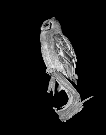 African Eagle Owl