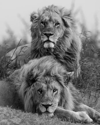 Brothers