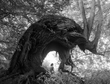 Guardians