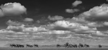 Magic Amboseli