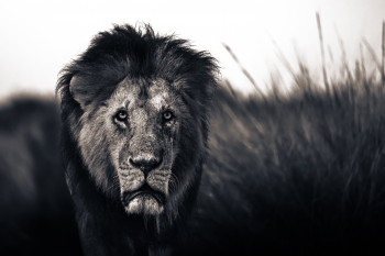 Lions of the Masai Mara
