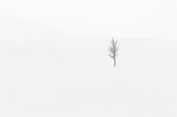 Lone tree in snow