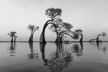 Dancing trees