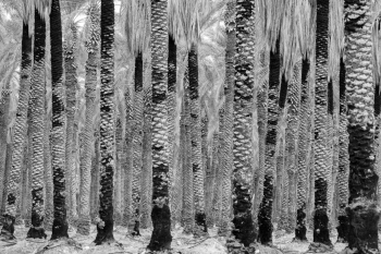 Burnt trees