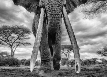 Kingdom of Giants