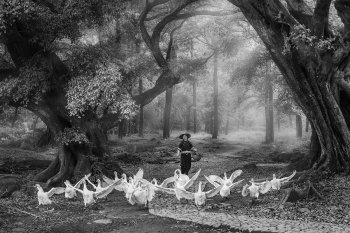 The flock of geese  and girl