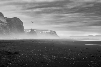 Black Birds (of Iceland), 2023