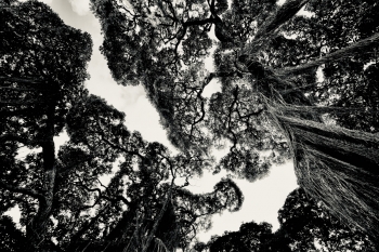 It's about trees