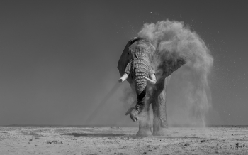 Elephants of Amboseli