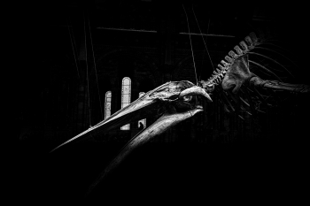 Skeleton