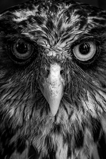Look into my eyes