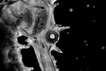 Sea Horse Portrait