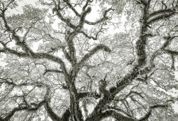Bent Oaks of Mobile Alabama