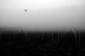 Mist