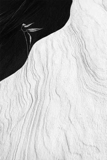 Rooted in the Wind