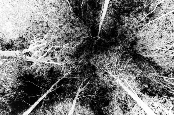 Canopy