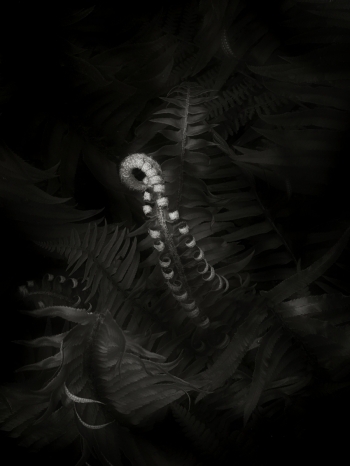 Western Swordfern