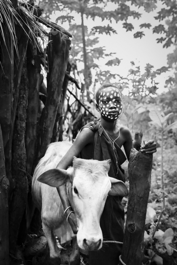 The Suri Girl and the Zebu