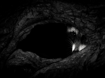 The watcher