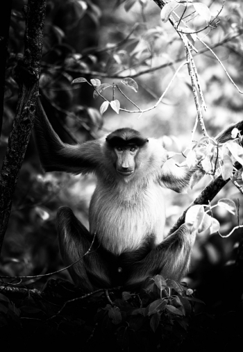 THE MONKEYS WITH THE PROBOSCIS