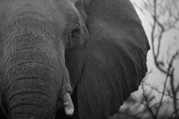 Echoes of a Vanishing Wilderness