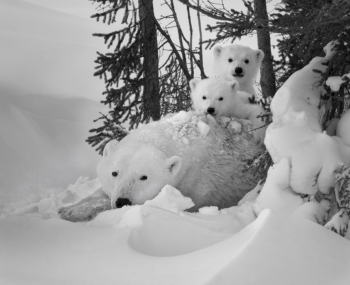 A New Polar Bear Family
