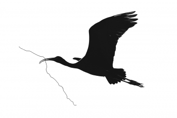 Nesting Cormorant 