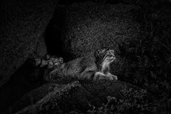 Between Stone and Sky: A Pallas’s Cat Allegory