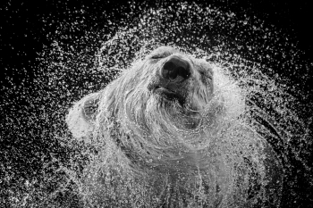 Shake it Off!