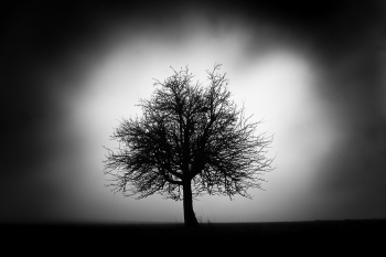 Apple Tree
