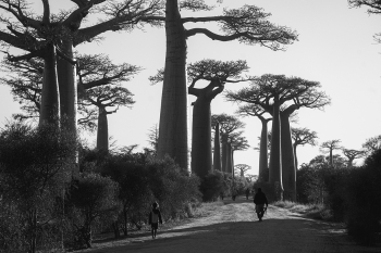 Morondava