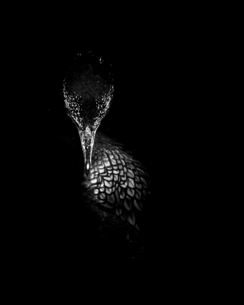 Cormorant's Deer