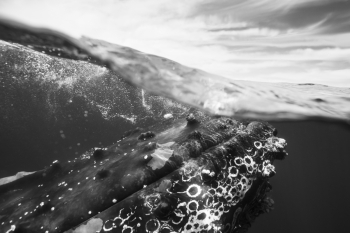 Humpback Whale