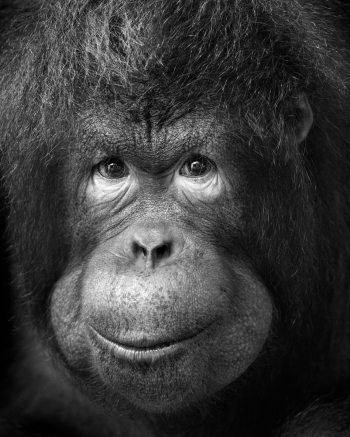Expressions, in Monochrome