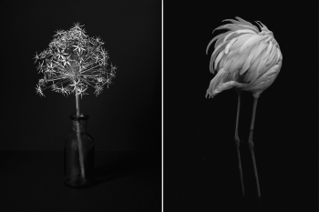 echo - pluma et caetera
