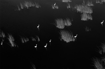 White notes on a black water