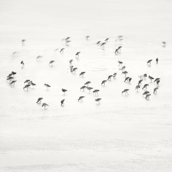 Low Tide. Coastal Birds 